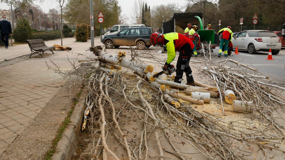 El viento provoca caídas de árboles y desprendimientos en Granada y el  'Cinturón' - Ahora Granada